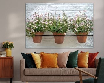 Zartrosa Blumen in Töpfen an der Wand. von Christa Stroo photography