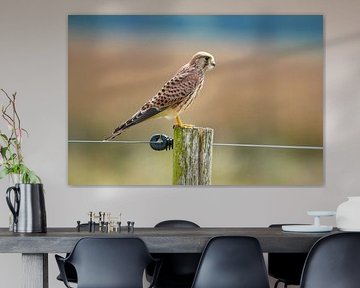 Kestrel (Falco tinnunculus) by Gert Hilbink