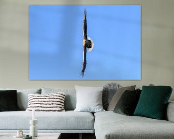 Seeadler auf der Jagd am Himmel von Sjoerd van der Wal Fotografie