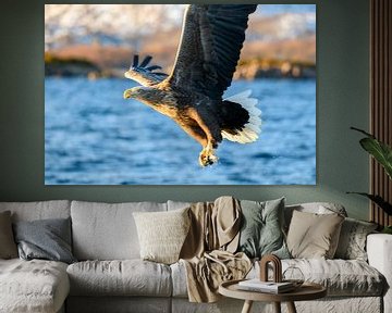 Seeadler fängt einen Fisch von Sjoerd van der Wal Fotografie