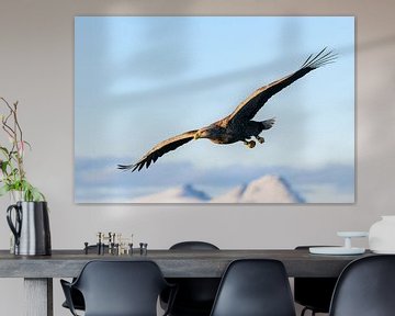 Seeadler auf der Jagd am Himmel von Sjoerd van der Wal Fotografie