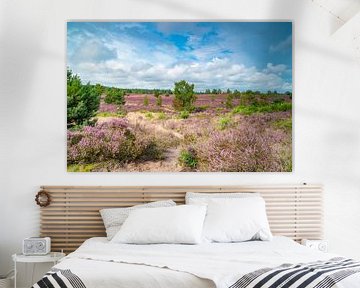 Path through blooming Heather plants by Sjoerd van der Wal Photography