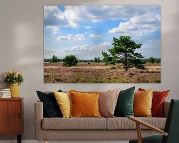 Blooming Heather plants  and pine trees by Sjoerd van der Wal Photography