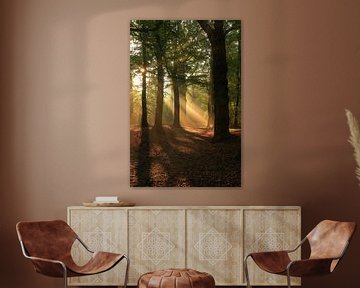 zonneharp in herfst bos van FotoBob