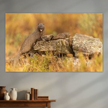 Mangouste égyptienne