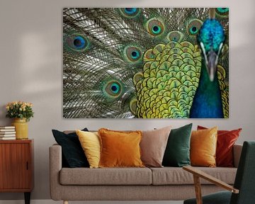 Indian peacock by Karsten van Dam
