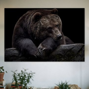 Bear on black background