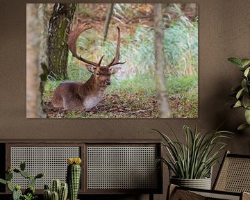 Deer in the dunes of the Amsterdam water supply Area by ChrisWillemsen