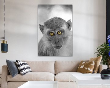 Portrait de singe