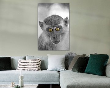 Monkey portrait by Levent Weber