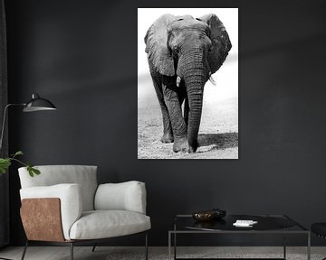 Elefant von Jacco van Son
