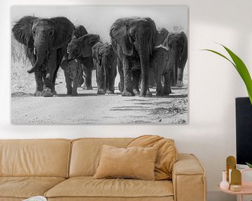Gruppe von Elefanten