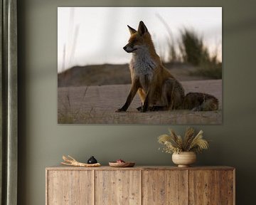 This fox poses in the Amsterdam Water Supply Dunes during the golden hour by Bianca Fortuin