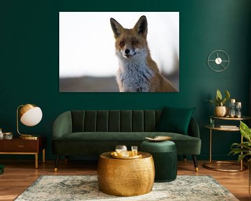 Portrait d'un renard dans les dunes d'approvisionnement en eau d'Amsterdam sur Bianca Fortuin