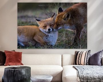 Deux renards se câlinant dans les dunes d'approvisionnement en eau d'Amsterdam au coucher du soleil. sur Bianca Fortuin