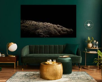 Nile crocodile on black background by Thomas Marx