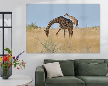 Girafes dans la savane sur Thomas Marx