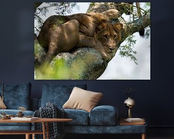 Tree klimbing  lion van Robert Kienstra