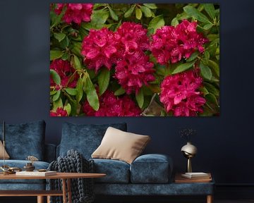 Rhododendron by Karin Jähne