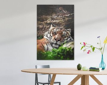 Tiger portrait photography by Nikki IJsendoorn