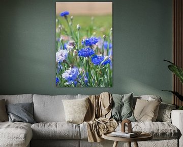Blauwe korenbloemetjes in een veld art print - botanisch natuurfotografie