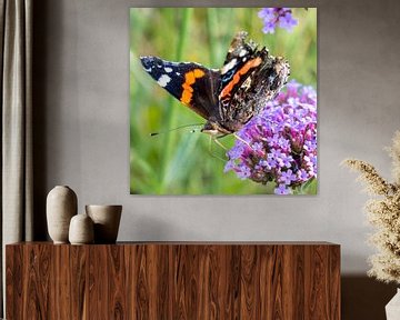 Schmetterling (Vanessa atalanta) auf Blüte (Verbena bonariensis) von Lieven Tomme