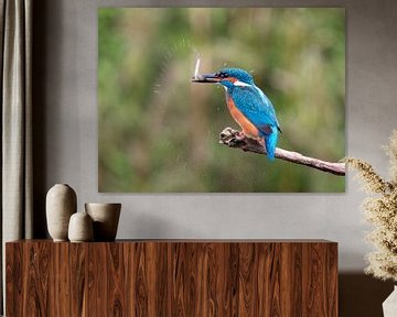Kingfisher with freshly caught fish by AGAMI Photo Agency