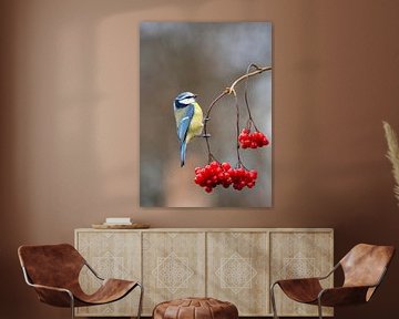 Blue Tit (Cyanistes caeruleus) hanging at branch with red berries by AGAMI Photo Agency
