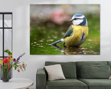 Eurasian Blue Tit (Cyanistes caeruleus) perched in water by AGAMI Photo Agency