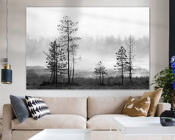 Pine trees in taiga forest. Standing around a tranquil lake in northern Finland with backlight. by AGAMI Photo Agency