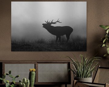 Male red deer burbling in the early morning by AGAMI Photo Agency