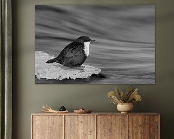 Wintering Black-bellied White-throated Dipper (Cinclus cinclus cinclus) standing on ice shield on ed by AGAMI Photo Agency