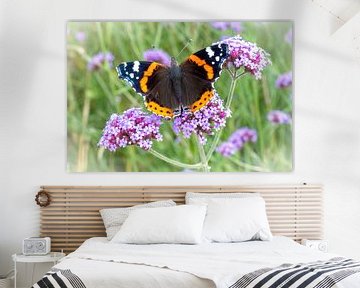 Schmetterling (Vanessa atalanta) auf (Verbena bonariensis) von Lieven Tomme