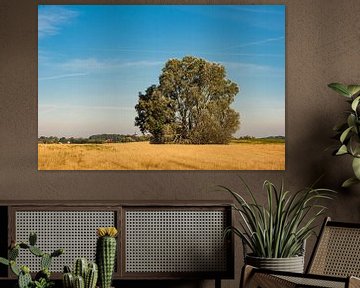 Paysage avec champ et arbres près de Hohen Demzin sur Rico Ködder