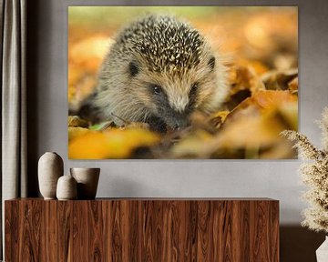 Hedgehog by Danielle van Doorn