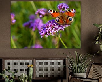 Mehrfarbiger Schmetterling (Tagpfauenauge) auf Blüte (Verbena bonariensis) von Lieven Tomme
