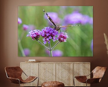 Papillon (Vanessa atalanta) sur le nectar d'une fleur de Verbena bonariensis sur Lieven Tomme