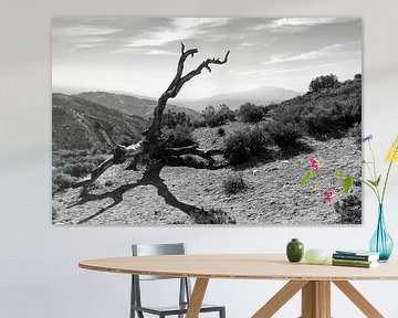 USA - Southern Mojave Desert, un désert près de Twentynine Palms en noir et blanc