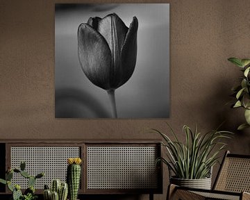 Tulip van Laura von S