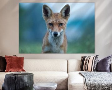 Intriguing look of a fox by Jarno van Bussel