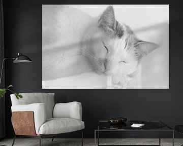 Katze im Tiefschlaf fotografiert in schwarz-weiß high key