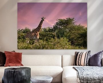 Baringo Giraffe (Giraffa camelopardalis), Murchison Falls Nationaal Park, Uganda van Alexander Ludwig