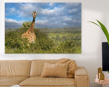 Baringo Giraffe (Giraffa camelopardalis), Murchison Falls National Park, Uganda