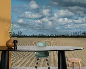 Kartoffelkämme in der seeländischen Landschaft bei schönem Wolkenhimmel