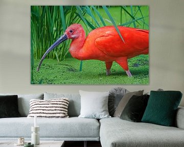 Der bunte Waldrapp