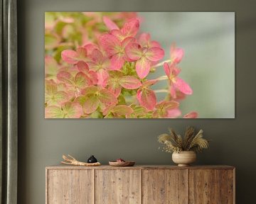 Hortensia sur Kim Hiddink