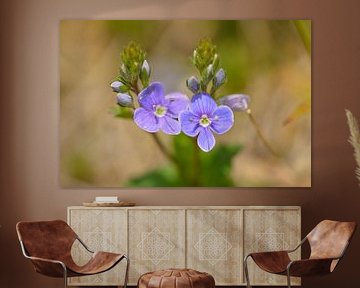 Gamander Speedwell