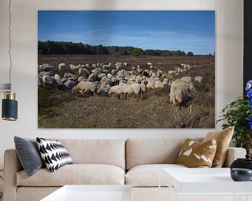 flock of sheep on the heath by Remco Schoonderwoert