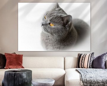 British Shorthair cat, blue by Monique Giling