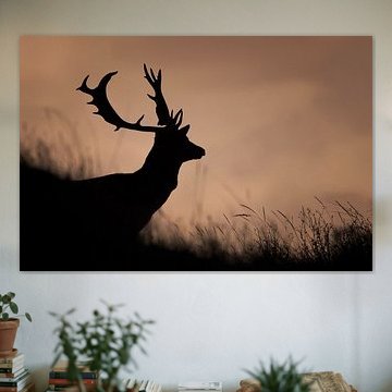 Damhirsch in der Abenddämmerung